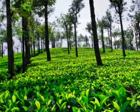 tea_estate