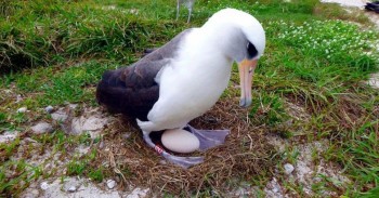 worlds-oldest-seabird.jpg.image.784.410