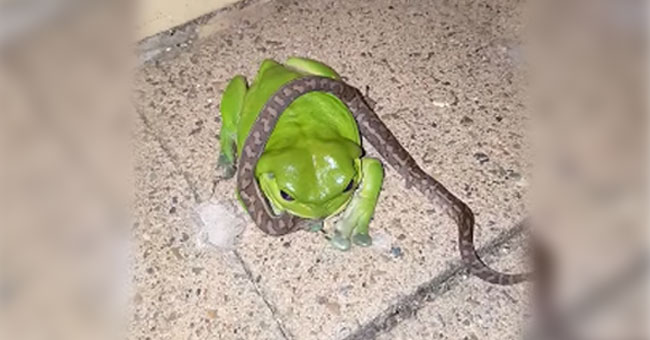 Frog_snake